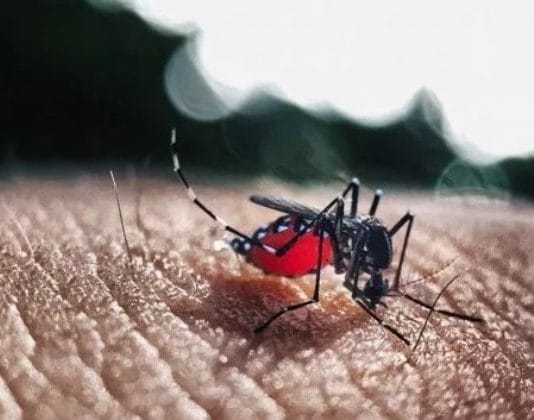El dengue no da tregua: récord de casos y muertos, guardias de hospitales colapsadas y faltante de repelentes
