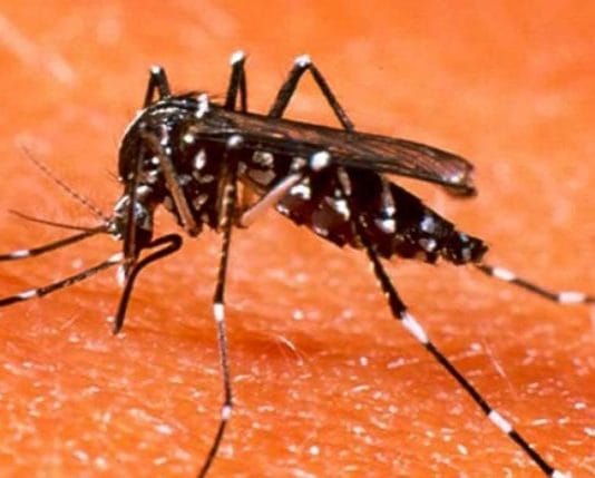 El nuevo reporte provincial confirmó 179 diagnósticos de dengue