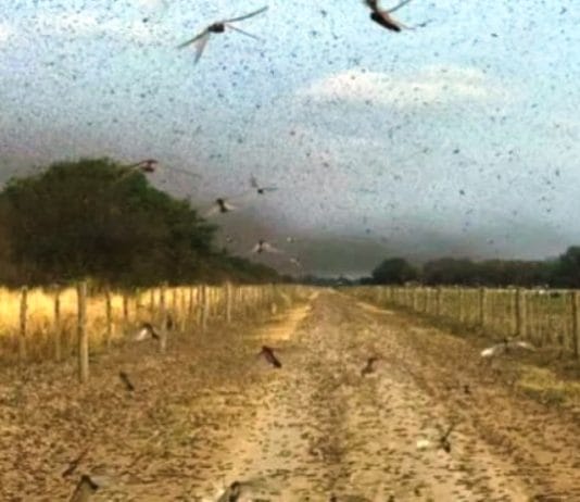 Peligrosa plaga de langostas en el norte del país