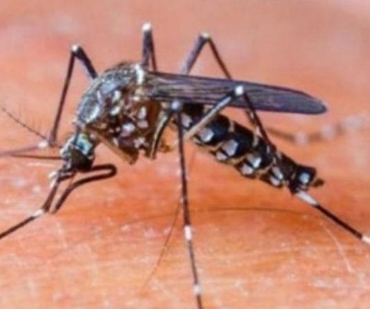 Continúan en descenso los casos de dengue detectados en la provincia de Formosa