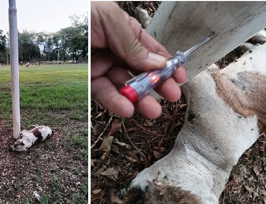 LAGUNA NAINECK: La muerte de un perro por electrocución puso al descubierto la falta de control y mantenimiento de luminarias en espacios públicos.