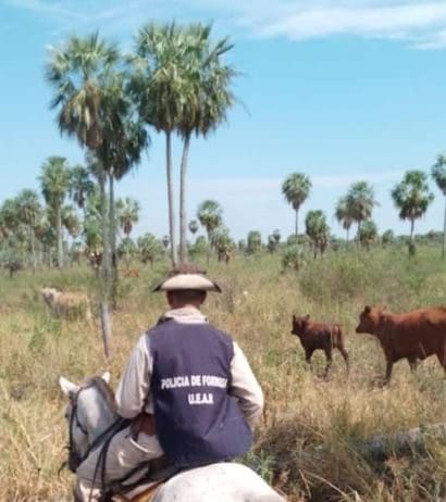 PORTON NEGRO: Efectivos de la Unidad Especial de Asuntos rurales recuperaron 30 animales vacunos