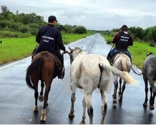 Gral. BELGRANO: La UEAR Laguna Gallo recuperó dos equinos sustraídos