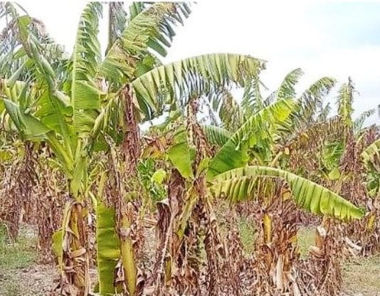 LAGUNA NAINECK: Productores continúan esperando una respuesta al pedido de declaración de emergencia agrícola