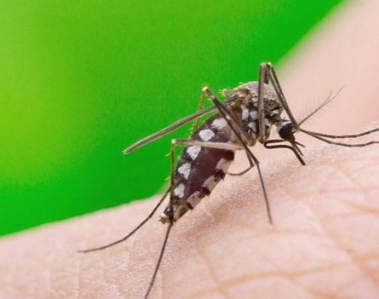 Por 12 semanas consecutivas sigue de manera sostenida el descenso de los casos de dengue