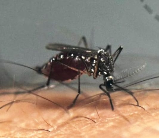 Volvieron a subir los casos de dengue: se reportaron más de 63.000 contagios y 31 muertos en la última semana