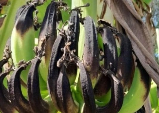 LAGUNA NAINECK. Bananas negras por la sequía: Los pequeños productores se movilizan el 3 de mayo en reclamo de “ayuda urgente” por la sequía