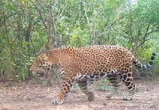 Se registra un nuevo ejemplar de yaguareté a través del uso de cámaras trampa en la provincia de Formosa
