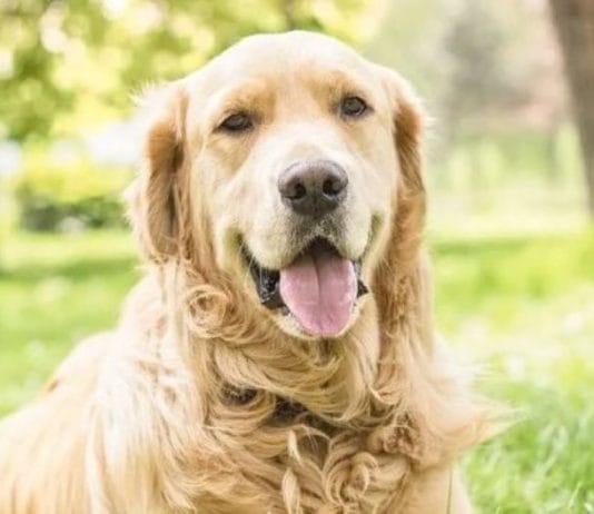 Se conmemora hoy en todo el país el Día del Animal