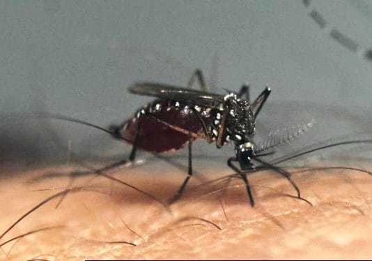 Brote récord de dengue: hay 119 muertos y 163.419 casos en lo que va del 2024