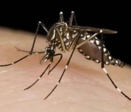 El brote de dengue no da tregua: Argentina ya registró 230 mil casos y 161 muertos