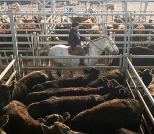 Cayó el valor de la hacienda por la poca demanda de carne en las carnicerías
