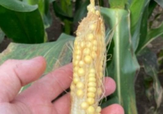 CHICHARRITA: Un insecto diminuto liquidó ya más del 20% de la cosecha prevista de maíz argentino