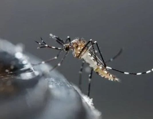 El brote de dengue es 3,3 veces mayor en el país que el del año pasado
