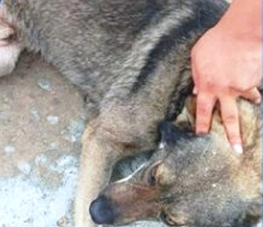 LAGUNA BLANCA: Conmovedor rescate de un perrito herido