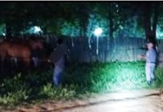 BUENA VISTA: Rápida intervención policial permitió el hallazgo de cuatro caballos perdidos