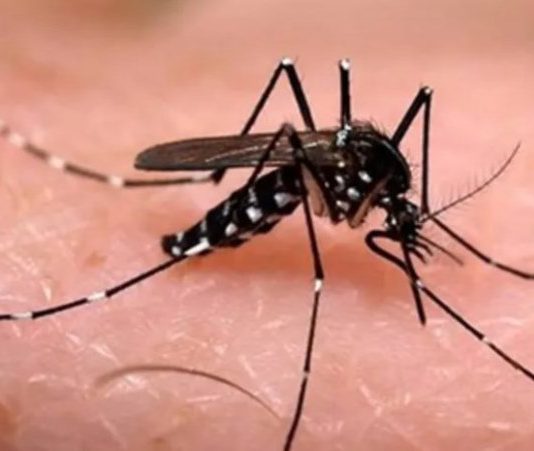 DENGUE: Cuáles son sus síntomas y cómo podés prevenirlo