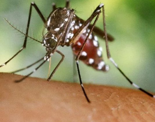 DENGUE: Los peligros de la reinfección, aislamiento, secuelas y vacunas