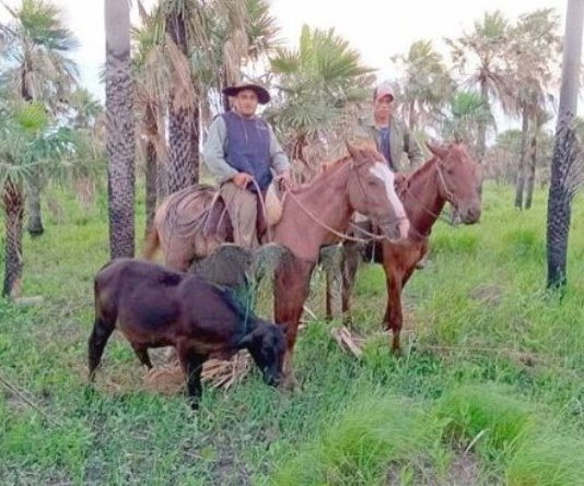 PORTON NEGRO: La UEAR recuperó un animal vacuno denunciado como faltante en zona rural
