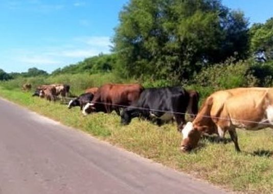 Seguridad Vial: Solicitan a los ganaderos que eviten colocar su hacienda a la vera de la ruta para pastar