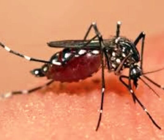 PARTE DENGUE: Se detectaron 20 casos positivos en la última semana