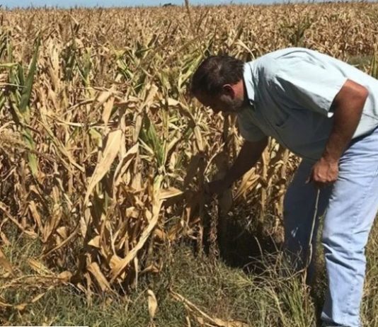 Los cultivos luchan contra un verano despiadado pero la sequía golpea sin tregua al campo