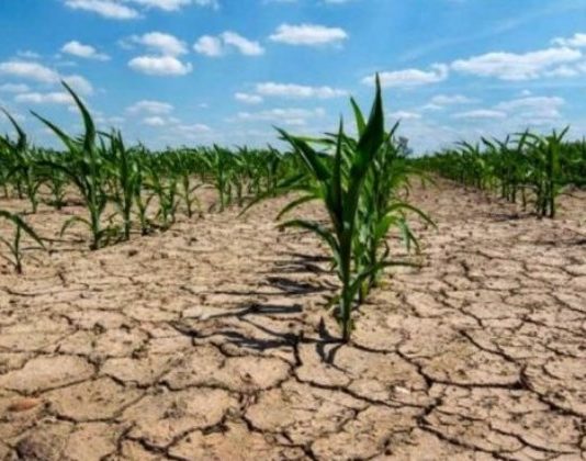 La sequía azota la región: productores agropecuarios piden respiro impositivo