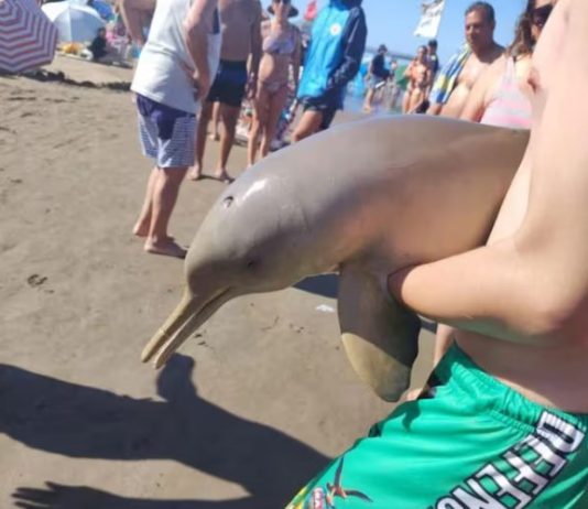 REPUDIABLE: Murió un delfín en Mar del Tuyú luego de que un turista lo sacara del agua
