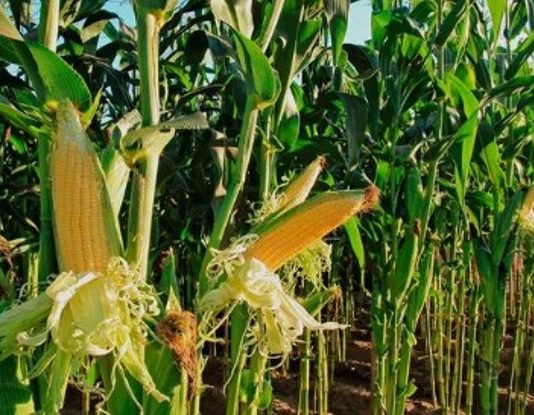 BAJA DE RETENCIONES: Críticas desde provincias por la corta vigencia y por dejar afuera a pequeños productores