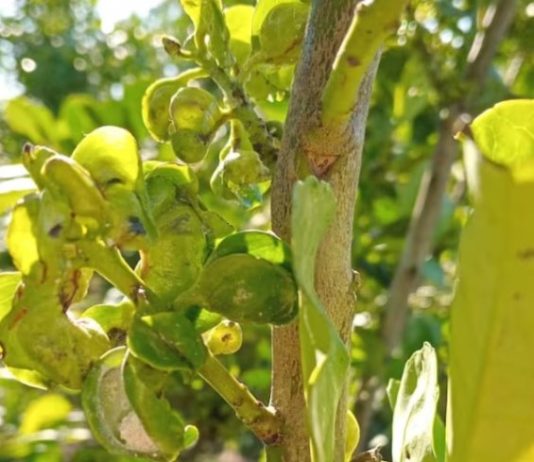 La voraz plaga que ataca a las plantaciones de yerba mate y amenaza con recortar la producción