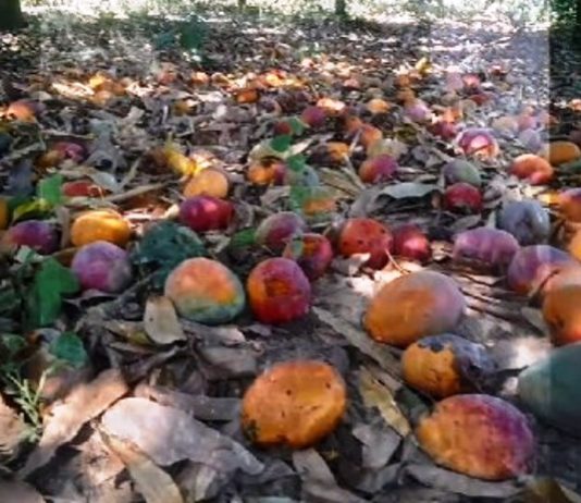 LAGUNA NAINECK. Crisis en la producción de mangos en Formosa: “ya se perdieron más del 90% de la cosecha por falta de comercialización”.