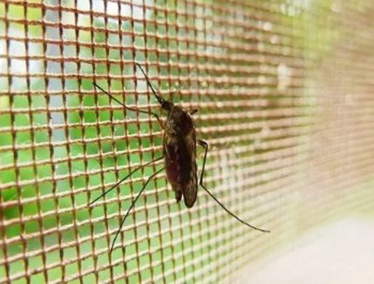 DENGUE: El ministro de Salud aseguró que los casos están por debajo del mismo período del año pasado