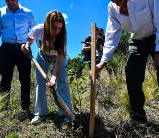 CUIDADO DEL AMBIENTE: Córdoba plantó más de 250 mil árboles autóctonos en 2024