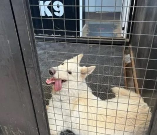 Conmoción en la Aduana de Clorinda por la muerte por sofocación de un perro de trabajo