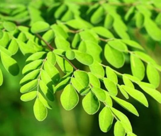 LA MORINGA: Una apuesta verde para el norte argentino