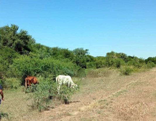 PORTON NEGRO: Efectivos de la UEAR retiraron vacunos sueltos de la Ruta Nacional 86 para prevenir accidentes