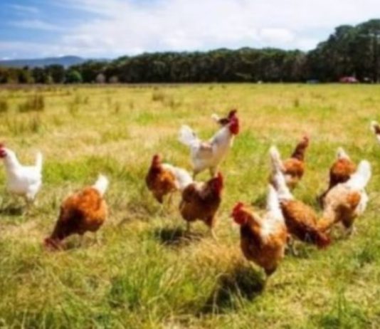 Un caso de influenza aviar en Chaco disparó alarmas preventivas en el sistema de sanidad animal