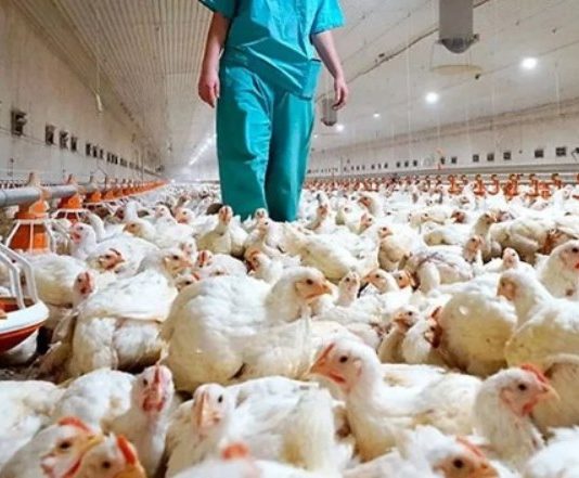 Paraguay emitió una alerta sanitaria por casos de gripe aviar en una región cercana a la Argentina