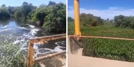 LAGUNA NAINECK: Preocupación por embalse de camalotes en el Riacho El Porteño
