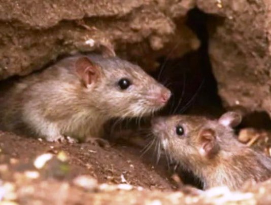 ALERTA SANITARIA: Muerte por Hantavirus en Chaco