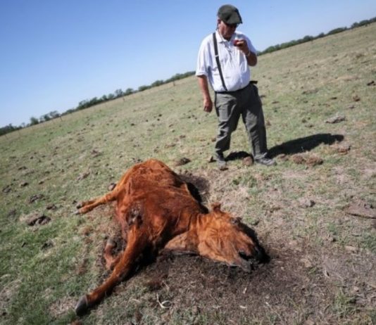 Formosa es la única provincia de la Región Litoral que no declaró la emergencia agropecuaria y no asiste a los productores