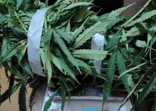 EL ESPINILLO: La Policía secuestró una planta de marihuana
