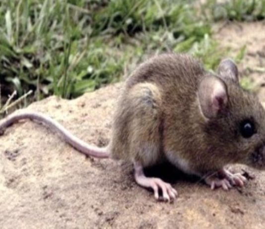 En Bariloche: murió una mujer por hantavirus y hay 24 personas aisladas