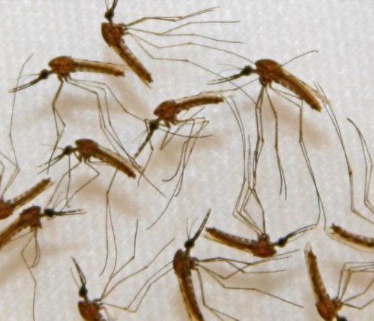 ROSARIO: Murió por dengue una joven de 25 años que no tenía comorbilidades