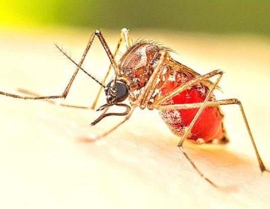 ALERTA DENGUE: Más de 60 casos confirmados y un llamado urgente a la prevención ciudadana