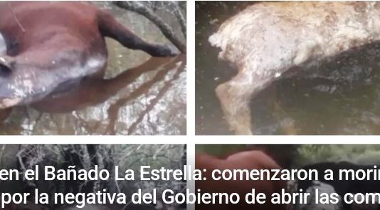 Tragedia en el Bañado La Estrella: Comenzaron a morir los animales por la negativa del Gobierno de abrir las compuertas