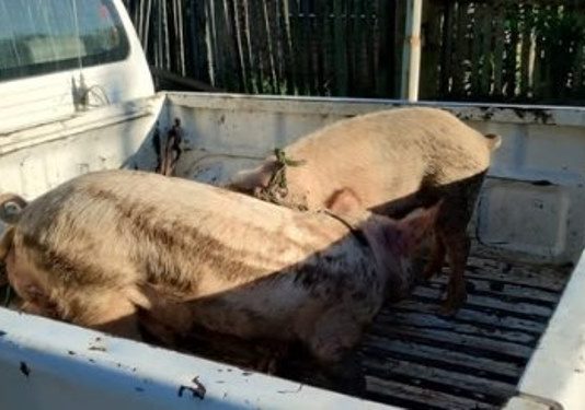 PORTON NEGRO: Recuperaron dos cerdos y detuvieron a una pareja