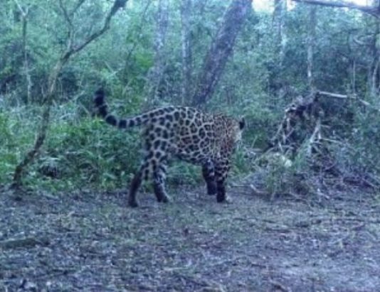 Se registró un nuevo yaguareté en Formosa