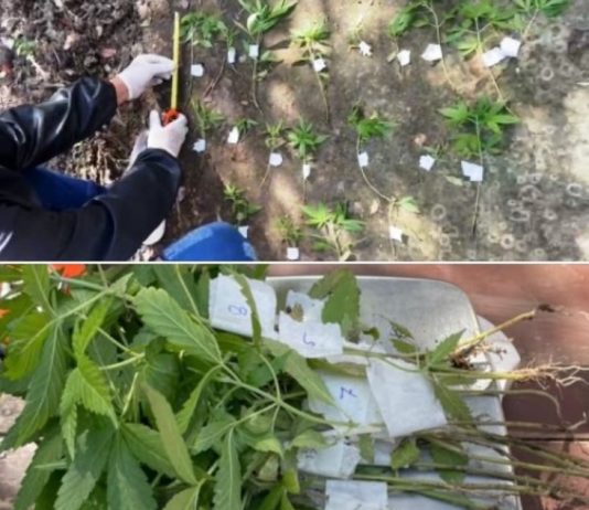 LAGUNA BLANCA: Hallaron 20 plantines de marihuana tras intervenir en un conflicto familiar