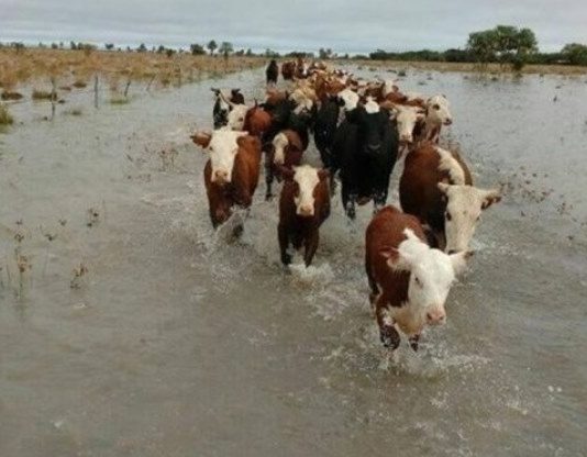 INUNDACIONES EN LA PROVINCIA: El campo en emergencia y reclamos por medidas urgentes